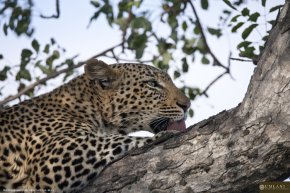 Leopard-in-marula-tree