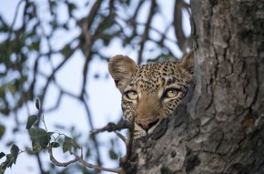 leopard-stare