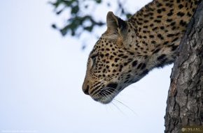 leopard-surveying